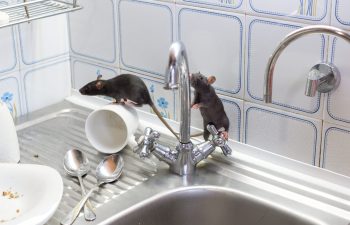 شركة مكافحة الفئران بالدمام | شركة امواج كلين