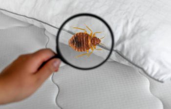 شركة مكافحة بق الفراش بالدمام والخبر والقطيف والظهران | شركة امواج كلين