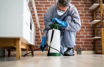 شركة مكافحة النمل الأبيض بالدمام | شركة امواج كلين