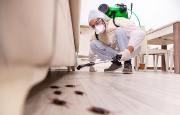 شركة مكافحة حشرات بالدمام | شركة امواج كلين