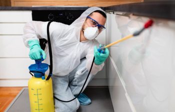 شركة مكافحة النمل الأبيض بالدمام والخبر والقطيف والظهران | شركة امواج كلين