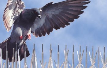 شركة تركيب طارد حمام بالدمام | شركة امواج كلين