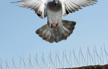 شركة تركيب طارد بالدمام والخبر والقطيف والظهران | شركة امواج كلين